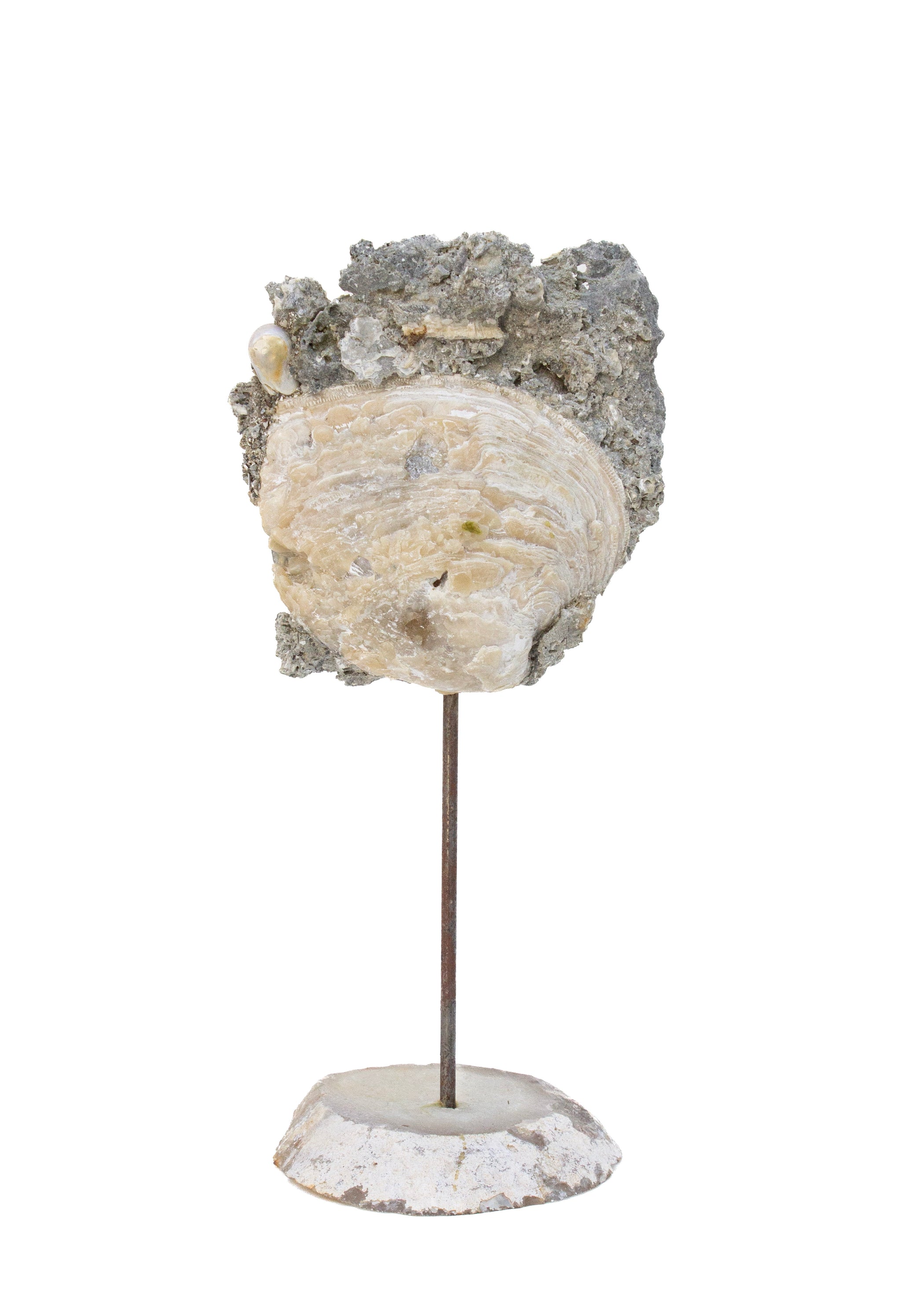 Fossil Agate Coral and Shells – Interi