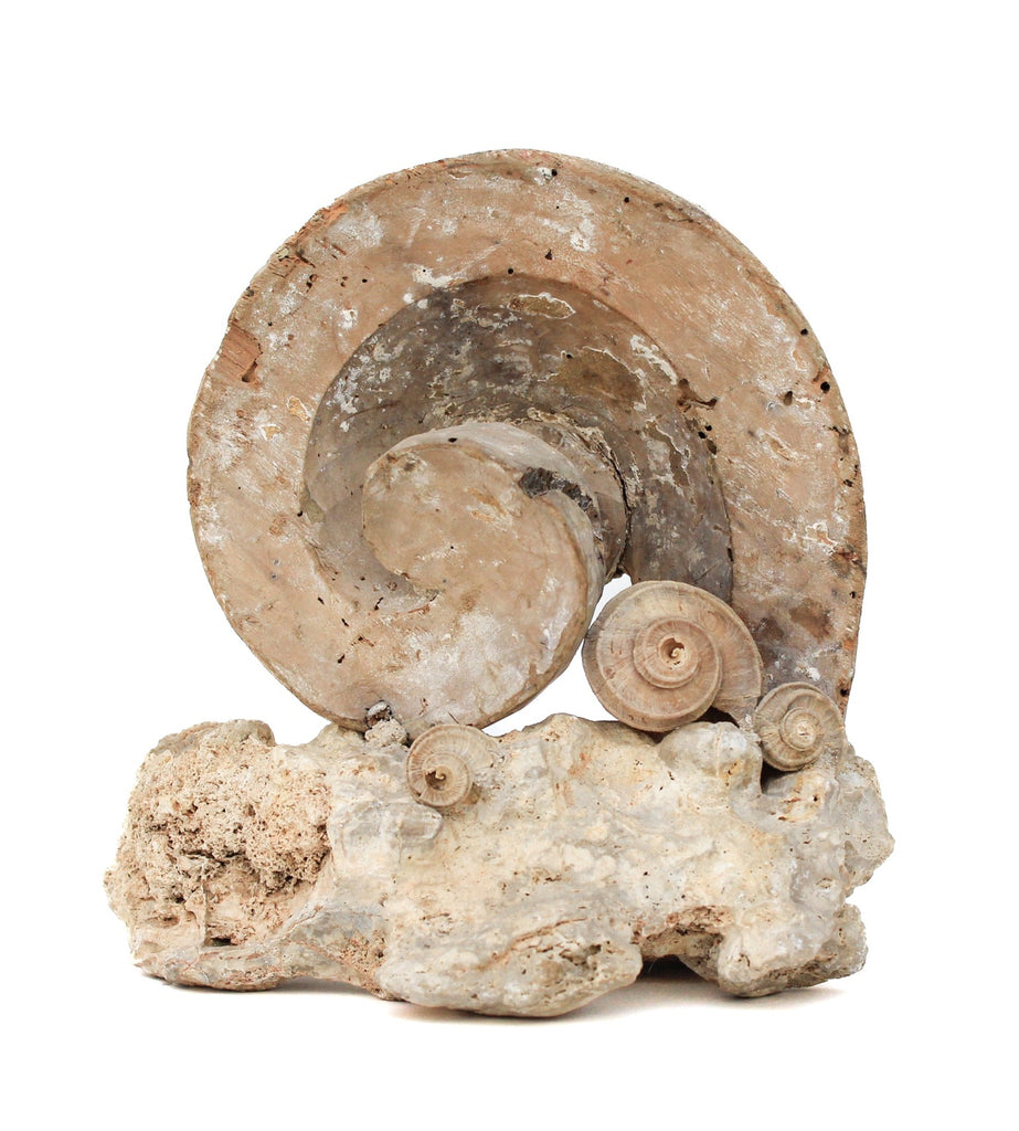 17th century Italian scroll fragment with fossil shells (ecphora) and mounted on a rock coral base.