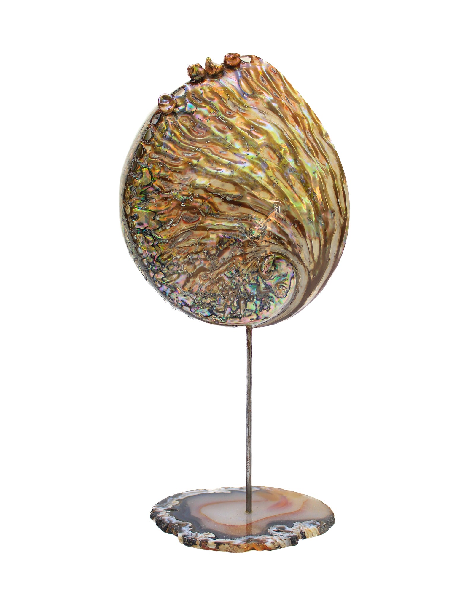 Fossil Agate Coral and Shells – Interi